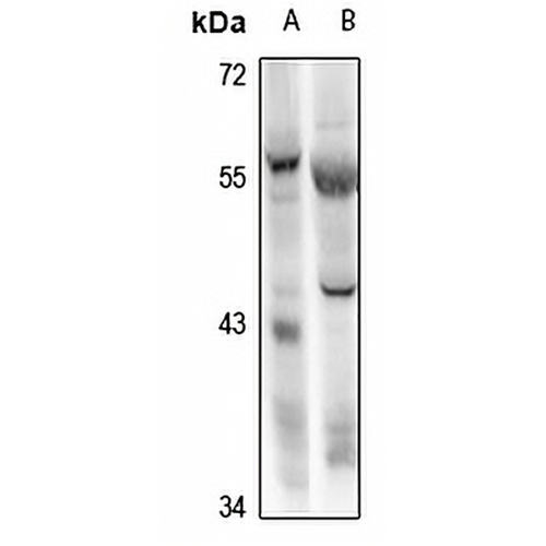 RBPJL Rabbit Polyclonal Antibody