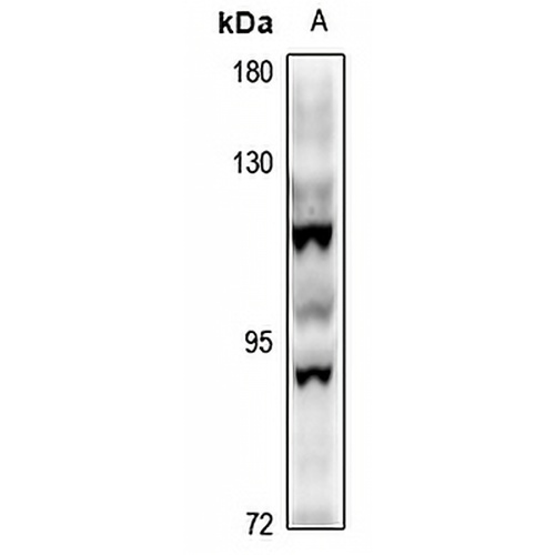 STON1 Rabbit Polyclonal Antibody