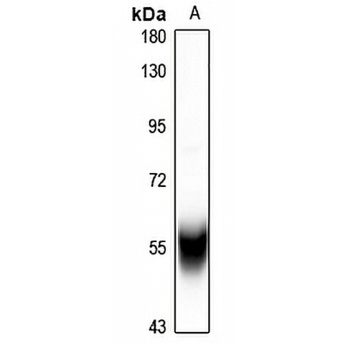 Cytochrome P450 2C8/9/18/19 Rabbit Polyclonal Antibody