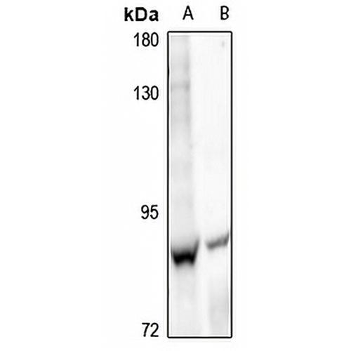Cadherin 9 Rabbit Polyclonal Antibody