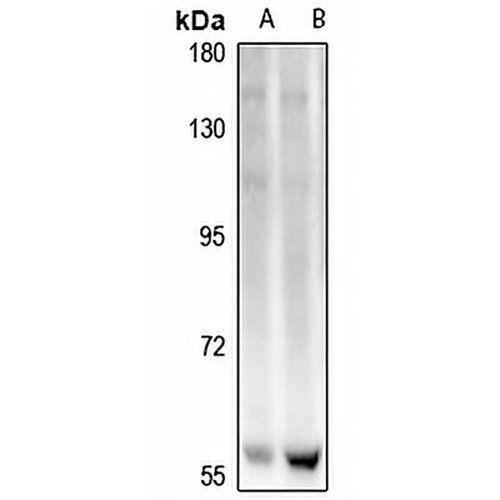ELOA3 Rabbit Polyclonal Antibody