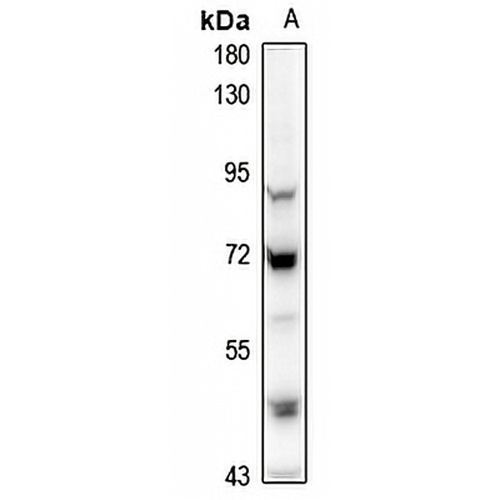 MINT3 Rabbit Polyclonal Antibody