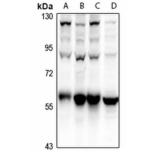ATG5 Rabbit Polyclonal Antibody