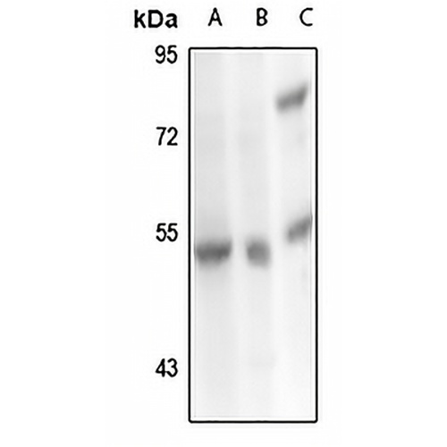 Carboxypeptidase M Rabbit Polyclonal Antibody