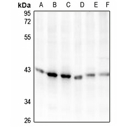 Carboxypeptidase O Rabbit Polyclonal Antibody