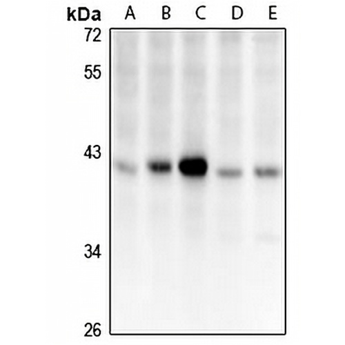 CCDC109A Rabbit Polyclonal Antibody