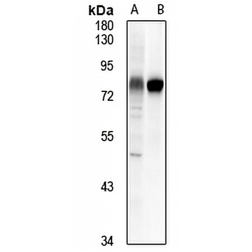 CD55 Rabbit Polyclonal Antibody