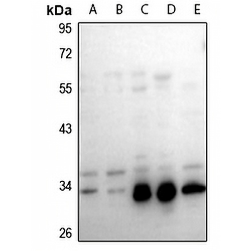 GAS1 Rabbit Polyclonal Antibody