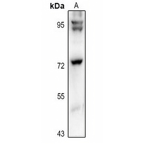 GUF1 Rabbit Polyclonal Antibody