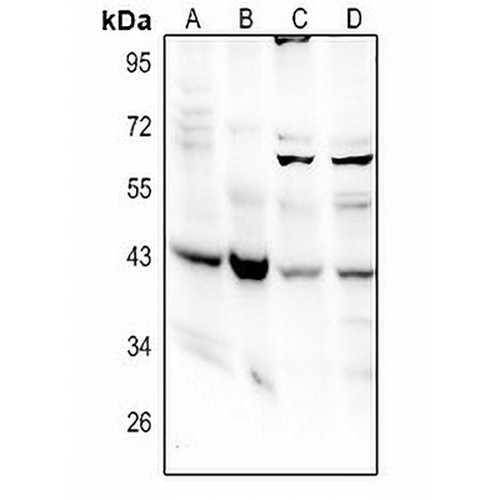 GNA14 Rabbit Polyclonal Antibody