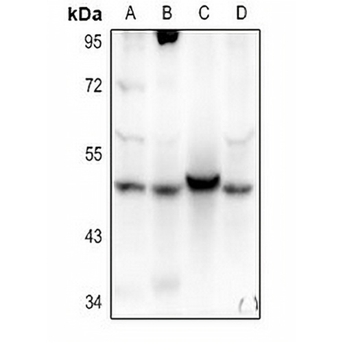 AGFG2 Rabbit Polyclonal Antibody