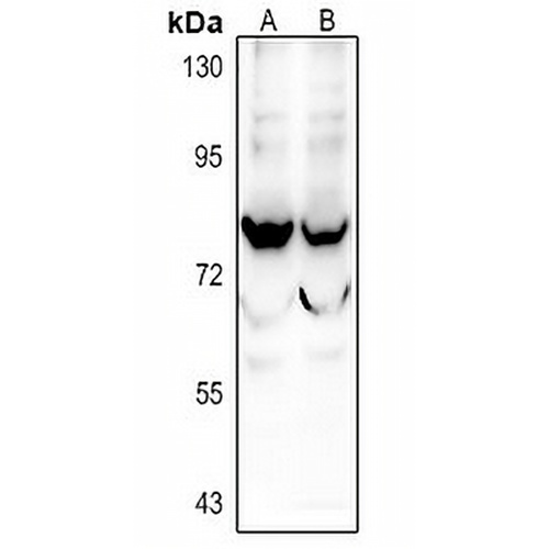 SIX5 Rabbit Polyclonal Antibody