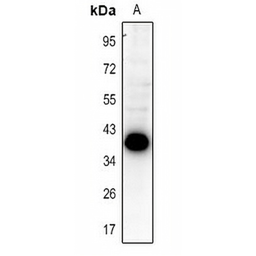 SLM2 Rabbit Polyclonal Antibody