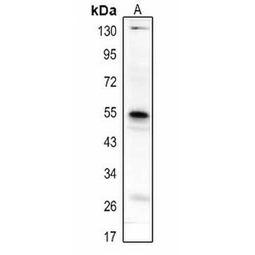 CD85h Rabbit Polyclonal Antibody