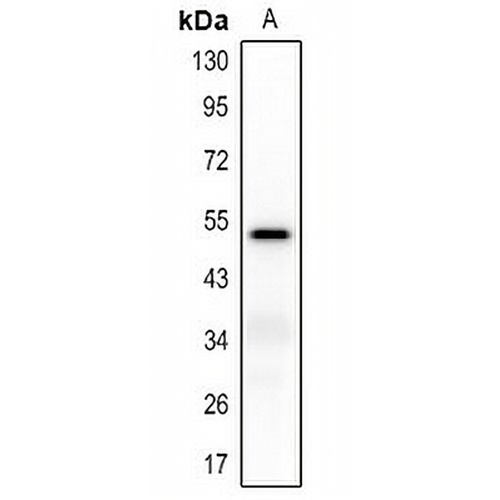 CD85k Rabbit Polyclonal Antibody