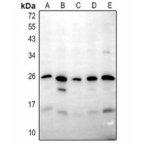 I-MF Rabbit Polyclonal Antibody