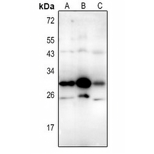 CD337 Rabbit Polyclonal Antibody