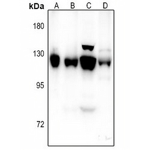 NCAM2 Rabbit Polyclonal Antibody