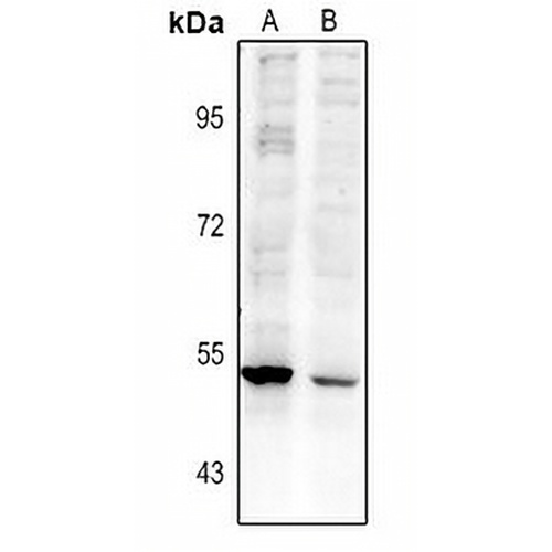 RASGEF1A Rabbit Polyclonal Antibody