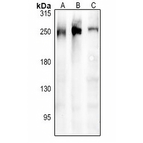 ARHGEF11 Rabbit Polyclonal Antibody