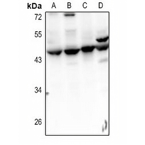 Septin 2 Rabbit Polyclonal Antibody