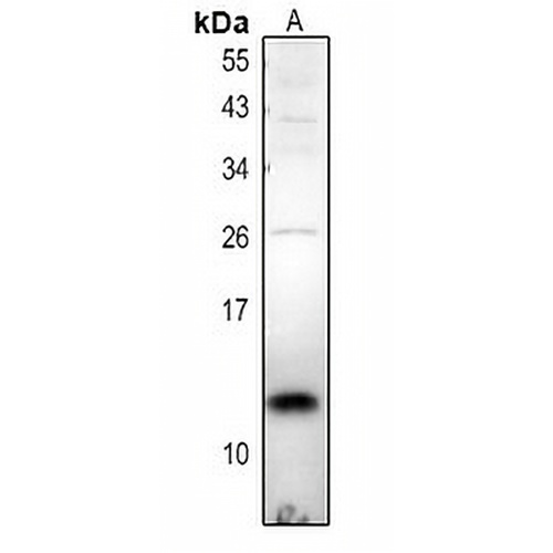 TCEAL7 Rabbit Polyclonal Antibody
