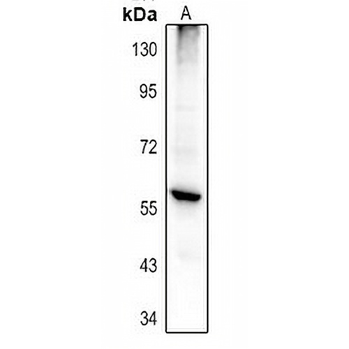 PTGIS Rabbit Polyclonal Antibody