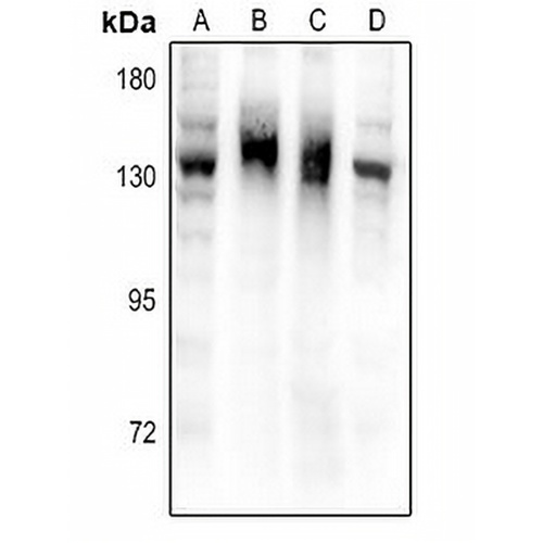 NPR2 Rabbit Polyclonal Antibody