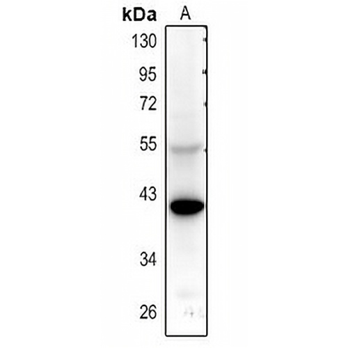 5-HT5A Rabbit Polyclonal Antibody