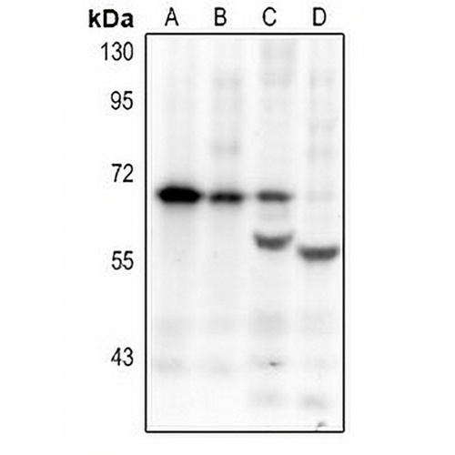 Endothelin A Receptor Rabbit Polyclonal Antibody