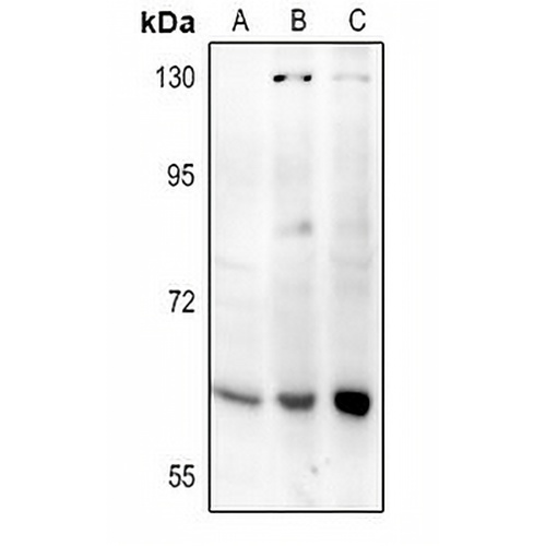 Frizzled 2 Rabbit Polyclonal Antibody
