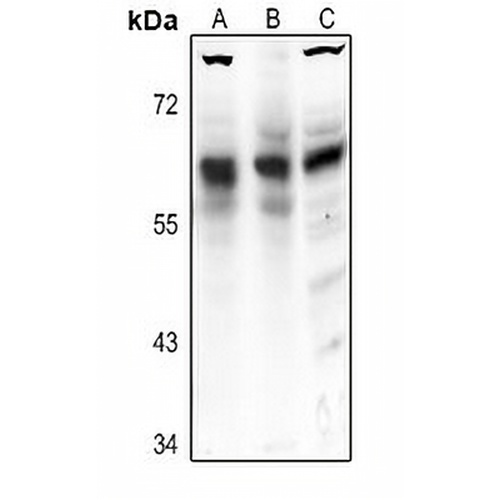 Frizzled 5 Rabbit Polyclonal Antibody