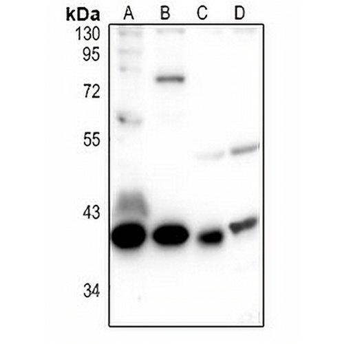 GPR109A Rabbit Polyclonal Antibody