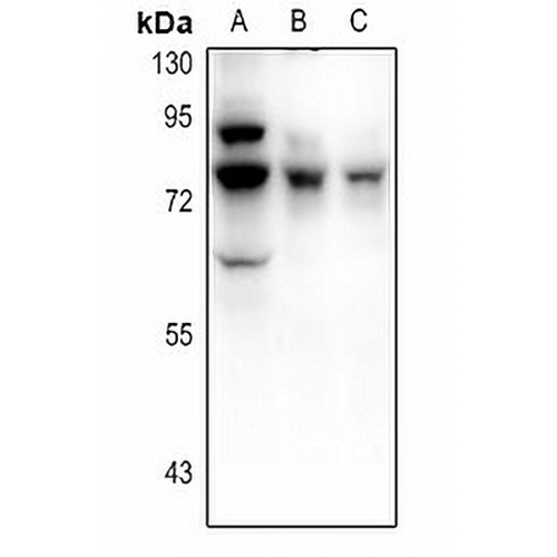 Frizzled 3 Rabbit Polyclonal Antibody