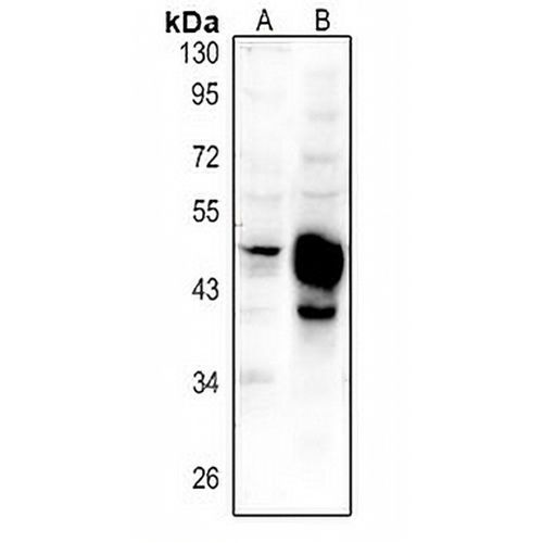 GPR150 Rabbit Polyclonal Antibody
