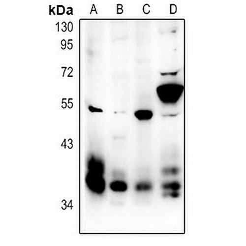 MCH Receptor 1 Rabbit Polyclonal Antibody