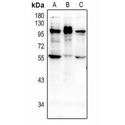 NMBR Rabbit Polyclonal Antibody