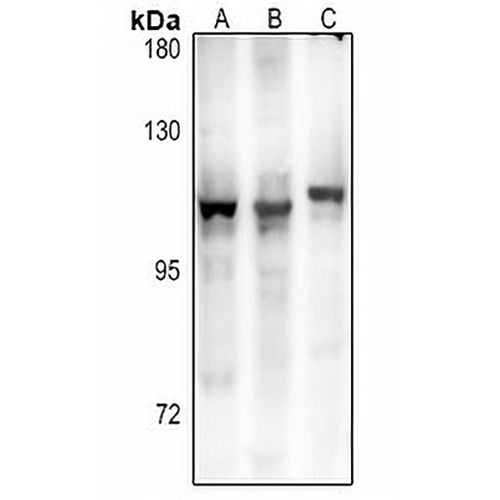 GPR106 Rabbit Polyclonal Antibody