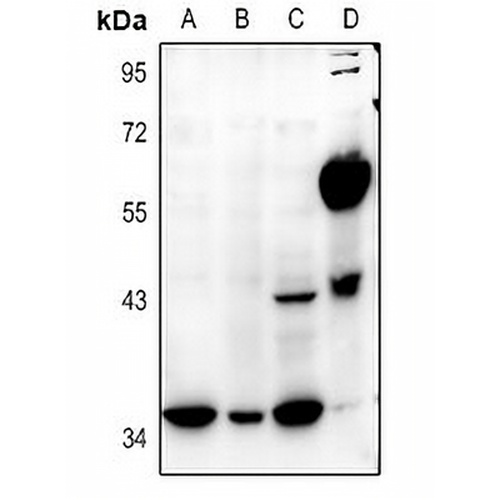 E2F5 Rabbit Polyclonal Antibody