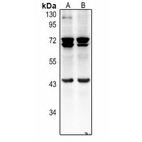 pro-BMP8 Rabbit Polyclonal Antibody