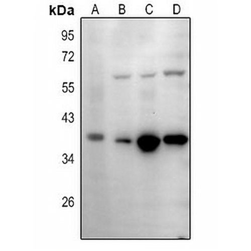 IgA1/2 Rabbit Polyclonal Antibody