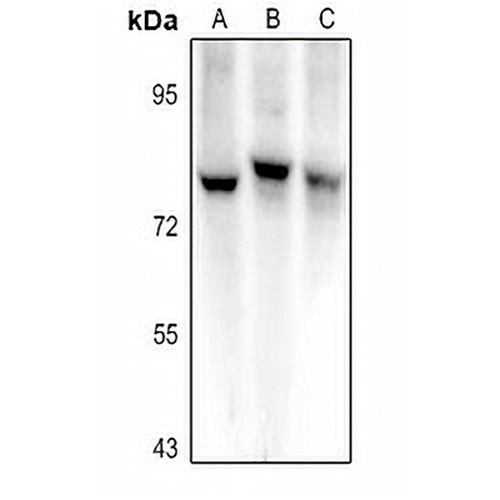 Semaphorin 3C Rabbit Polyclonal Antibody