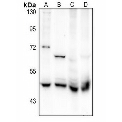 Flotillin 2 Rabbit Polyclonal Antibody