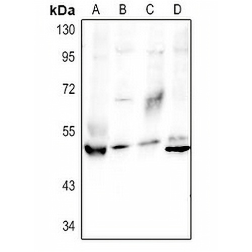 Granulin Rabbit Polyclonal Antibody