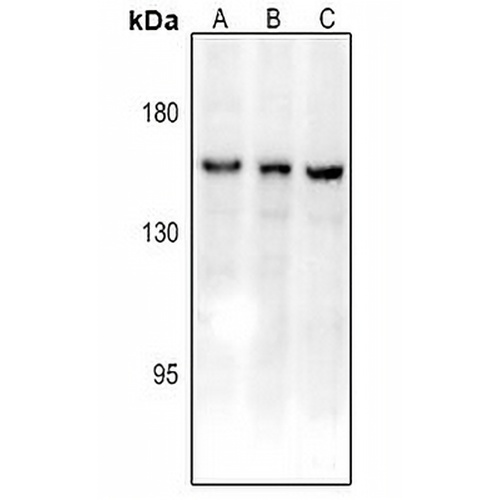 CD11c Rabbit Polyclonal Antibody