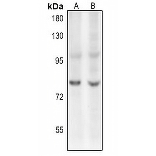 c-Myb (Acetyl-K480) Rabbit Polyclonal Antibody