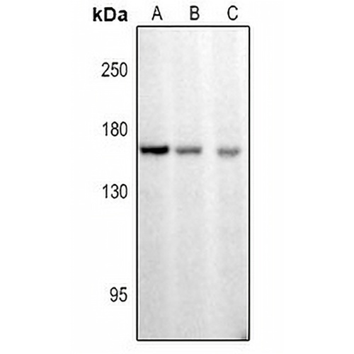 CDC25 (Phospho-S916) Rabbit Polyclonal Antibody