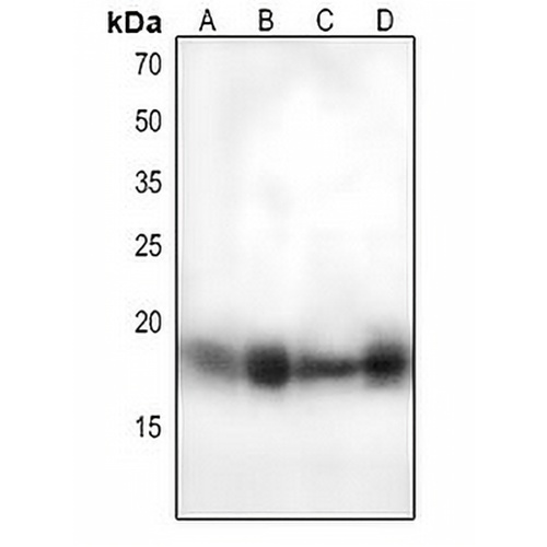 MUC1 (Phospho-Y1243) Rabbit Polyclonal Antibody