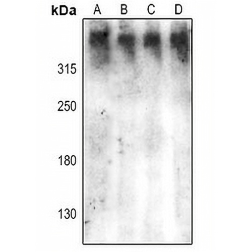 DNA-PKcs (Phospho-S2612) Rabbit Polyclonal Antibody