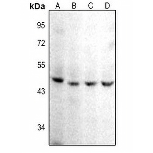 CD142 Rabbit Polyclonal Antibody